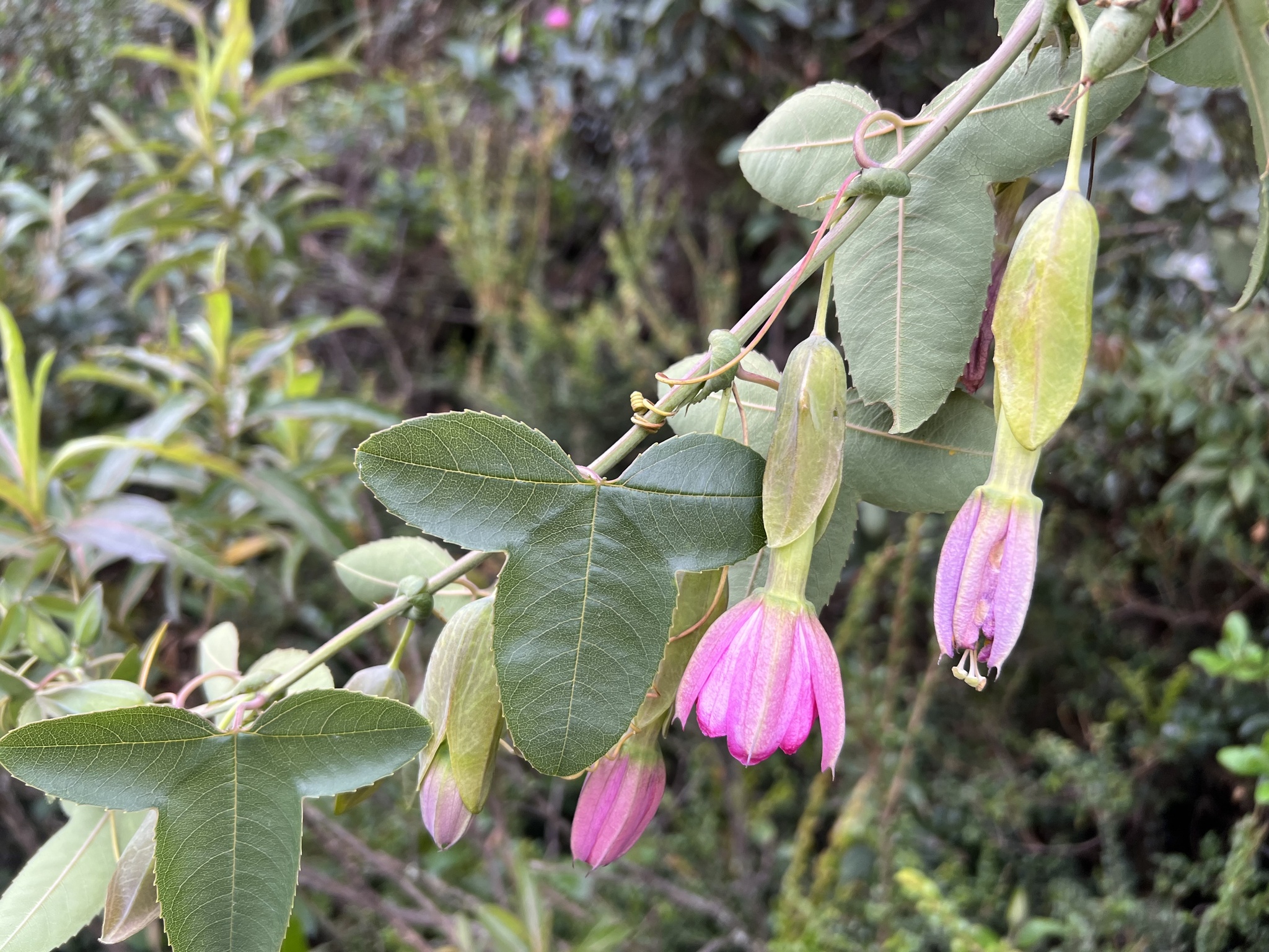 Passiflora glaberrima image