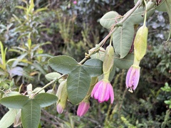 Passiflora glaberrima