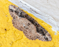 Parapholodes fuliginea