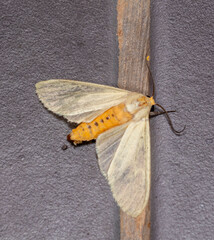 Pareuchaetes pseudoinsulata