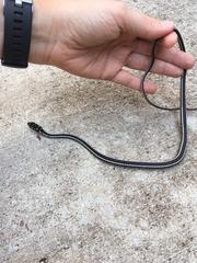 Masticophis taeniatus girardi