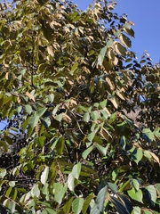 Pterospermum heterophyllum