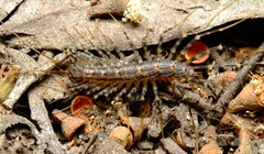 Allothereua maculata