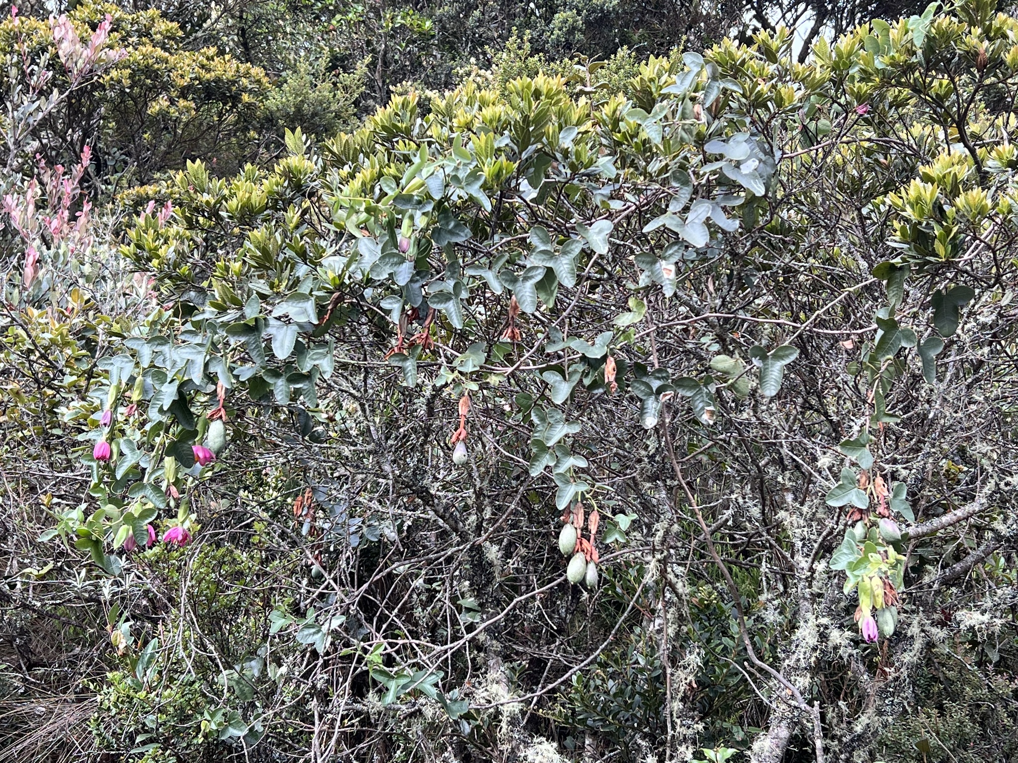 Passiflora glaberrima image