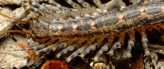 Allothereua maculata