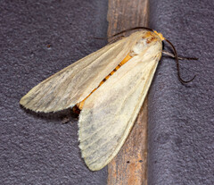 Pareuchaetes pseudoinsulata