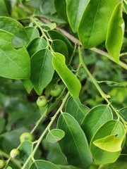 Breynia fruticosa