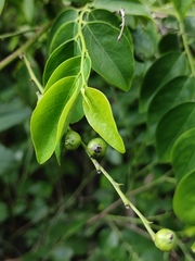 Breynia fruticosa