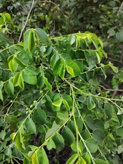 Breynia fruticosa