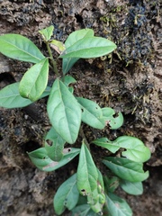 Litsea coreana sinensis