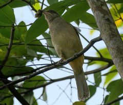 Pycnonotus conradi