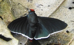 Pyrrhopyge