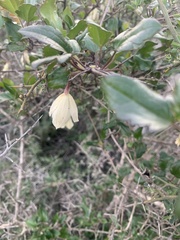Clematis cirrhosa