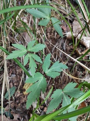 Peucedanum praeruptorum