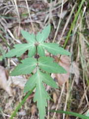 Peucedanum praeruptorum