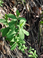 Hypericum monogynum