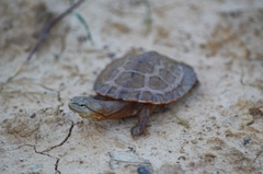 Phrynops geoffroanus