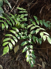 Berberis fordii