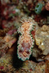 Glossodoris acosti