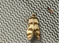 Philobota impletella