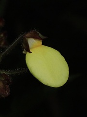 Calceolaria