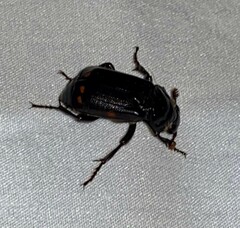 Nicrophorus pustulatus