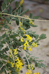 Sophora tomentosa