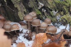 Mycena tintinnabulum
