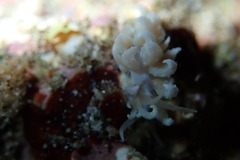 Phyllodesmium