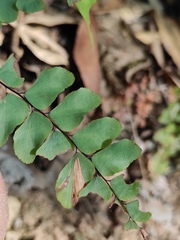 Adiantum flabellulatum