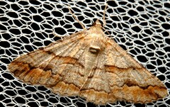 Gastrinodes bitaeniaria