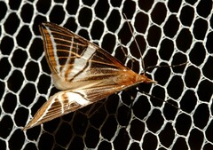 Phrataria transcissata