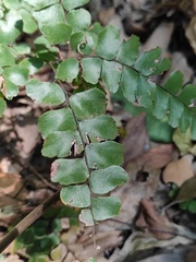 Adiantum flabellulatum
