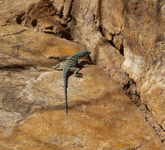 Petrosaurus thalassinus