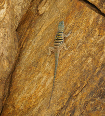 Petrosaurus thalassinus