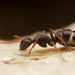 Camponotus mina - Photo Sem direitos reservados, uploaded by Philipp Hoenle
