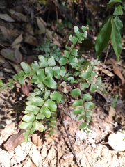 Adiantum flabellulatum