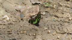 Graphium tynderaeus