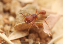 Pogonomyrmex laevinodis