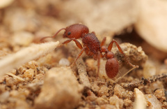 Pogonomyrmex laevinodis