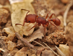 Pogonomyrmex laevinodis