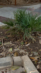 Chamaerops humilis