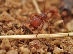 Pogonomyrmex laevinodis