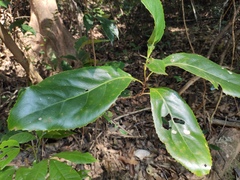 Helicia kwangtungensis