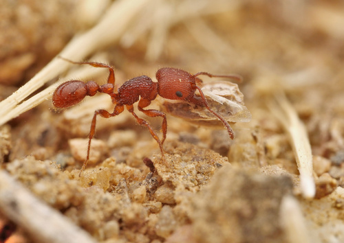 亮结须蚁Pogonomyrmex laevinodis