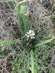 Bellevalia flexuosa