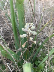 Bellevalia flexuosa