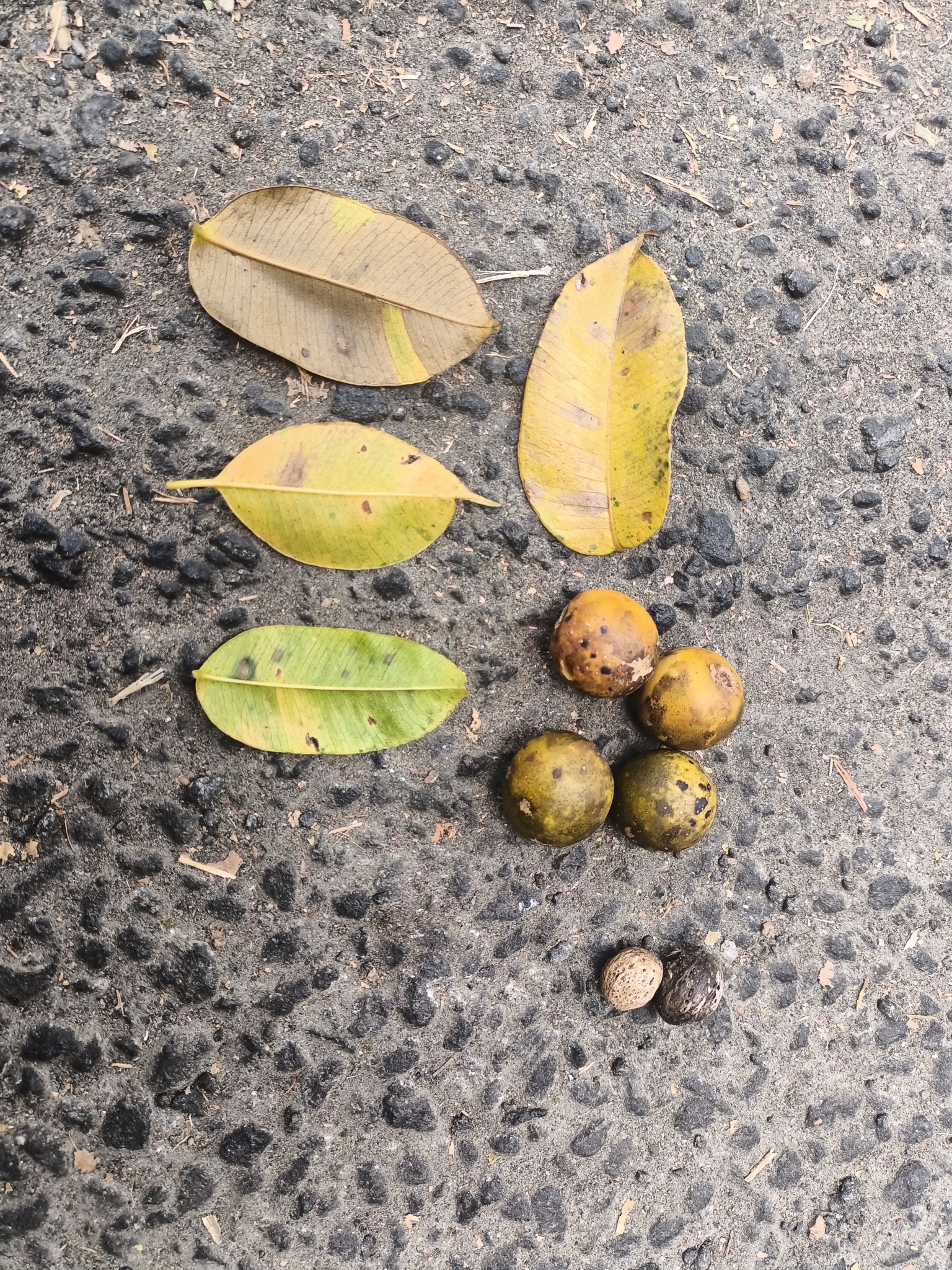 Imagem de Taperebá