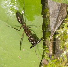 Odontomachus chelifer