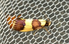 Telecrates laetiorella